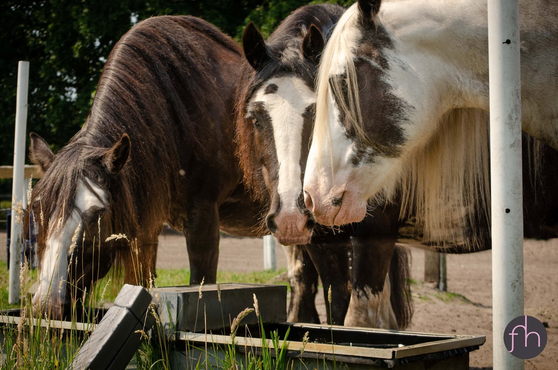 Pure Horse Paradise pferde trinken